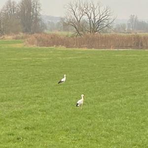 White Stork