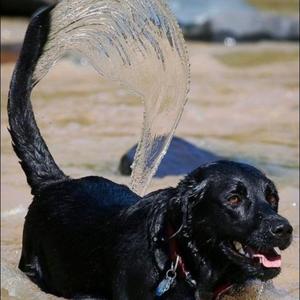 Retriever (Labrador)