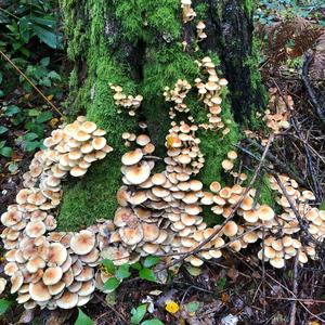 Honey Fungus