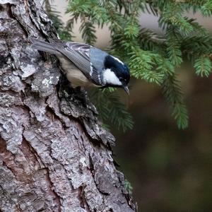 Coal Tit