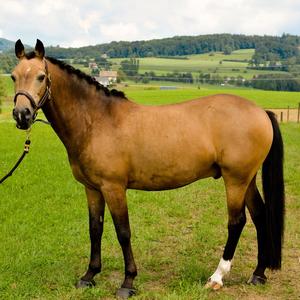 New Forest Pony