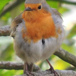 European Robin