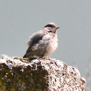 Black Redstart