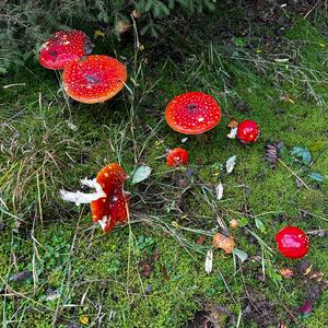 Fly Agaric