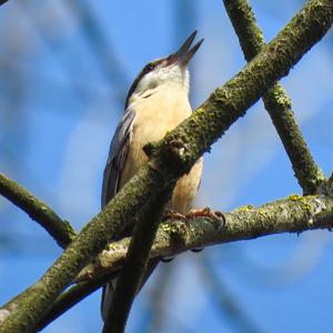 Wood Nuthatch