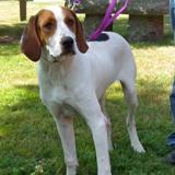 Treeing Walker Coonhound