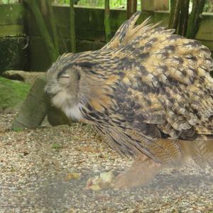 Eurasian Eagle-owl