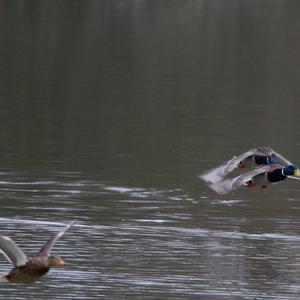 Mallard