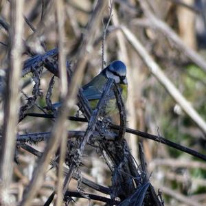 Blue Tit