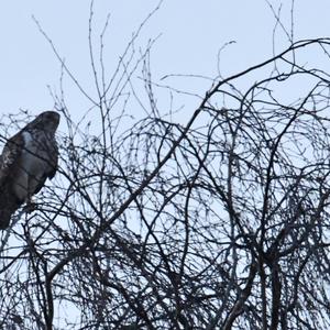 Common Buzzard