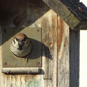 Eurasian Tree Sparrow