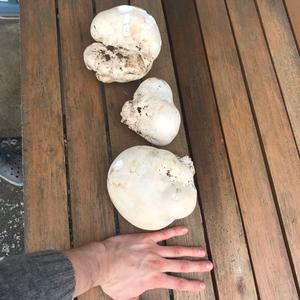 Giant Puffball