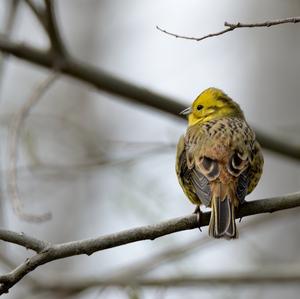 Yellowhammer