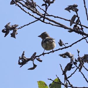 Eurasian Chaffinch