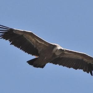 Griffon Vulture