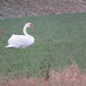 Mute Swan