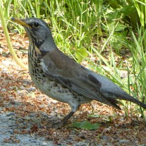 Fieldfare