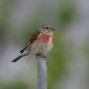 Eurasian Linnet