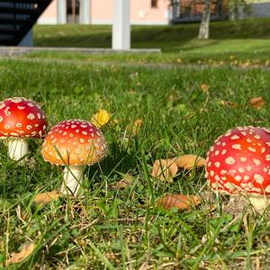 Fly Agaric