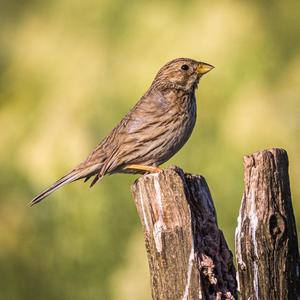 Corn Bunting