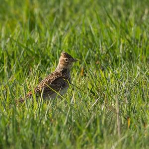 Eurasian Skylark