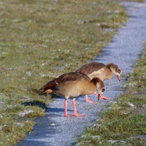 Egyptian Goose