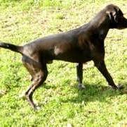 Unknown Breed