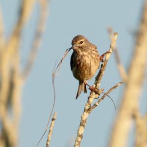 Eurasian Linnet