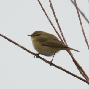 Common Chiffchaff