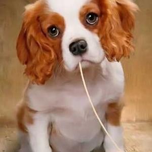 Cavalier King Charles Spaniel