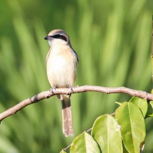 Brown Shrike