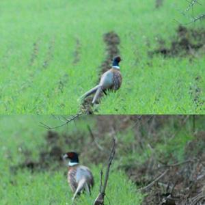 Common Pheasant