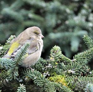 European Greenfinch