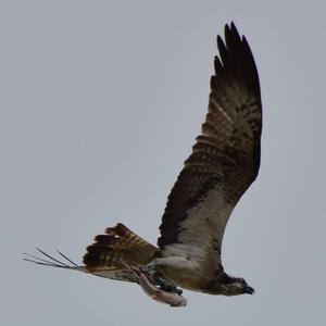 Osprey