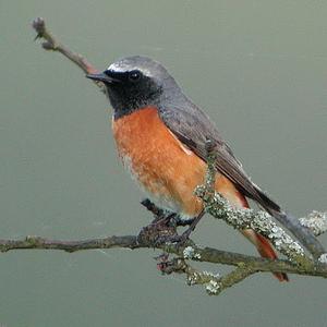 Common Redstart