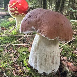 King Bolete