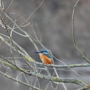 Common Kingfisher