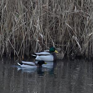 Mallard