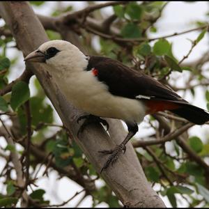 White-headed Buffalo-weaver