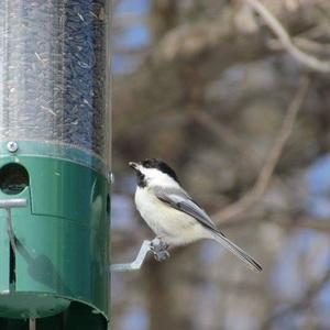 Black-capped Chickadee