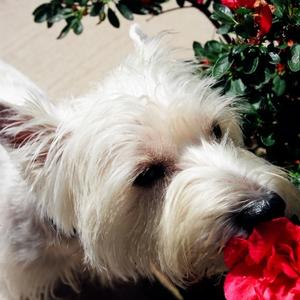 West Highland White Terrier