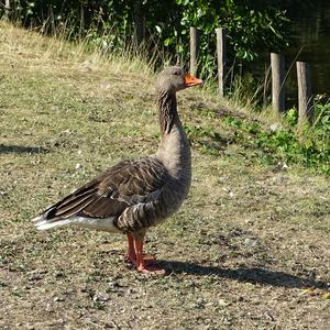 Greylag Goose