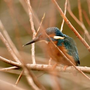 Common Kingfisher