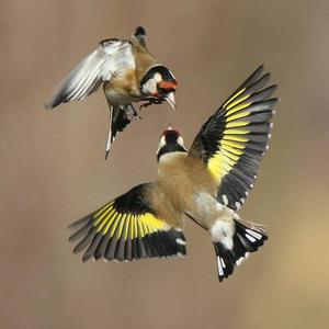 European Goldfinch