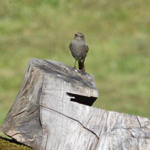 Black Redstart