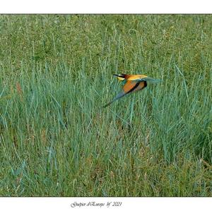 European Bee-eater