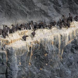 Common Guillemot