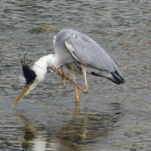 Grey Heron