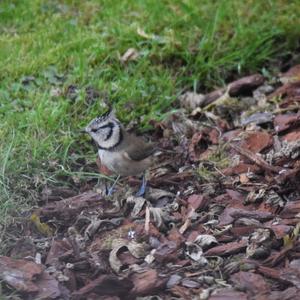 Crested Tit