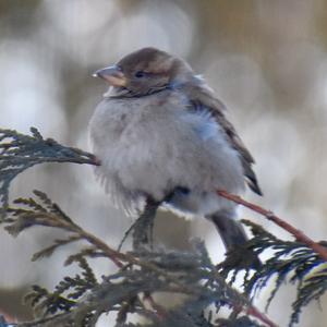 House Sparrow